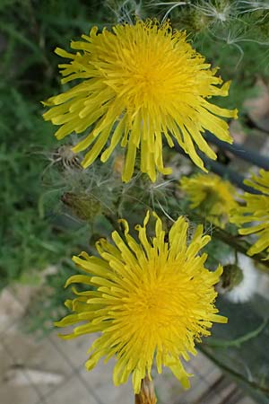 Sonchus arvensis \ Acker-G�nsedistel / Perennial Sow-Thistle, Common Field Sow-Thistle, D Weinheim an der Bergstra&szlig;e 21.7.2024