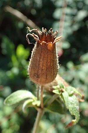 Silene latifolia subsp. alba \ Wei&szlig;e Lichtnelke / White Campion, D Mannheim 29.8.2024
