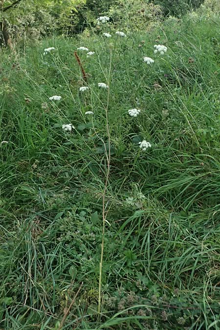 Seseli annuum \ Steppen-Bergfenchel / Seseli, D Hemsbach 2.9.2024