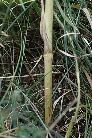 Seseli annuum \ Steppen-Bergfenchel / Seseli, D Hemsbach 2.9.2024