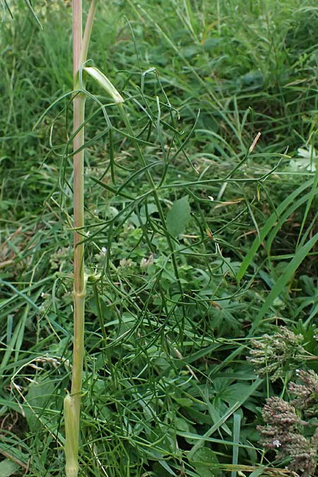 Seseli annuum \ Steppen-Bergfenchel / Seseli, D Hemsbach 2.9.2024