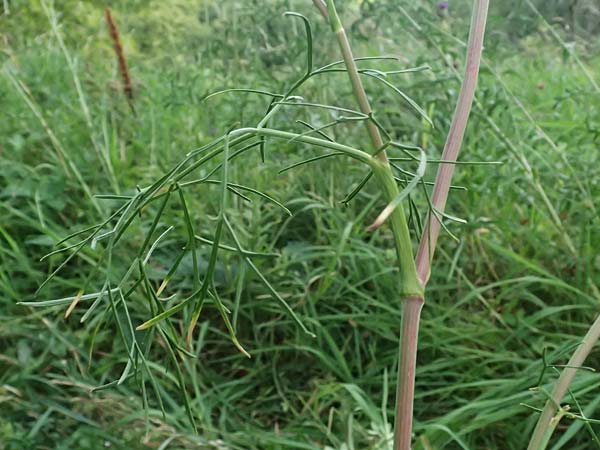 Seseli annuum \ Steppen-Bergfenchel / Seseli, D Hemsbach 2.9.2024