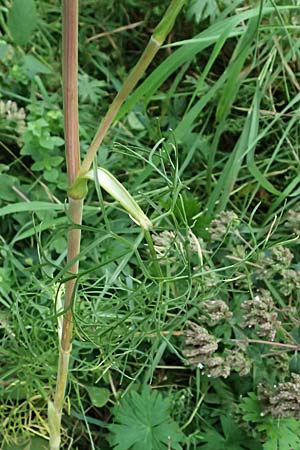 Seseli annuum \ Steppen-Bergfenchel / Seseli, D Hemsbach 2.9.2024