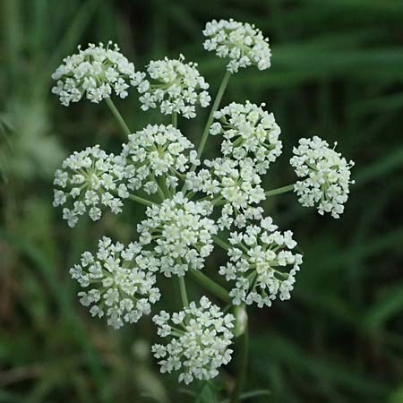 Seseli annuum \ Steppen-Bergfenchel / Seseli, D Hemsbach 2.9.2024