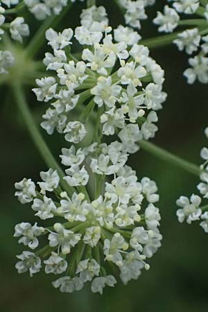 Seseli annuum \ Steppen-Bergfenchel / Seseli, D Hemsbach 2.9.2024