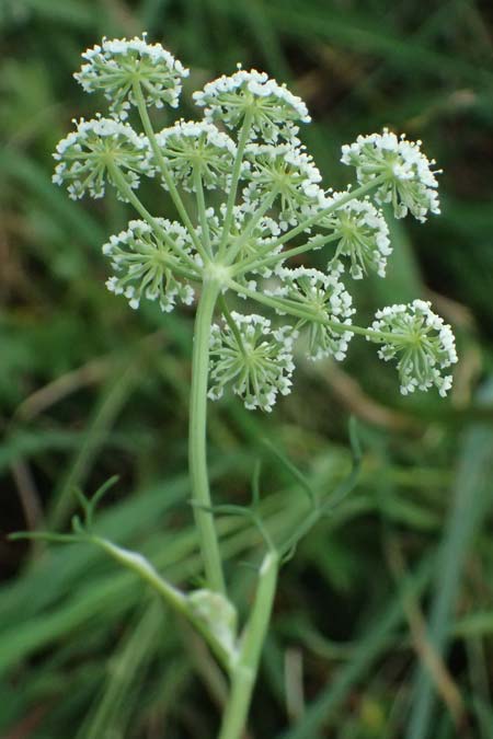 Seseli annuum \ Steppen-Bergfenchel / Seseli, D Hemsbach 2.9.2024