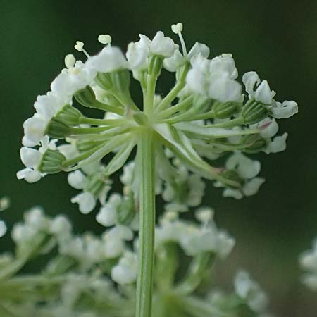 Seseli annuum \ Steppen-Bergfenchel / Seseli, D Hemsbach 2.9.2024