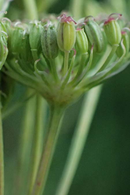 Seseli annuum \ Steppen-Bergfenchel / Seseli, D Hemsbach 2.9.2024