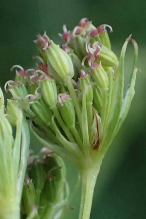 Seseli annuum \ Steppen-Bergfenchel / Seseli, D Hemsbach 2.9.2024