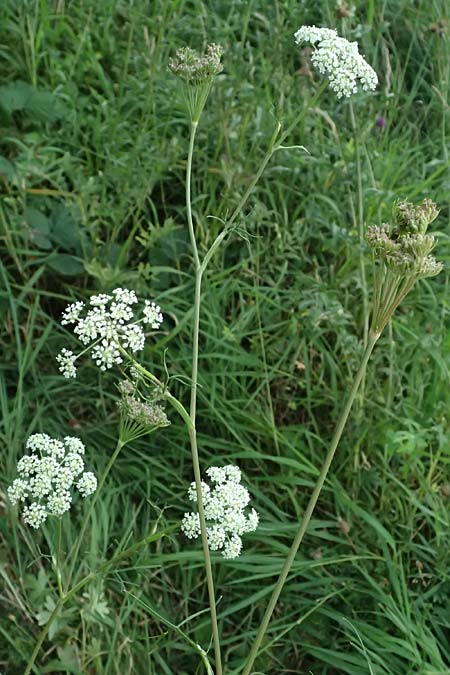 Seseli annuum \ Steppen-Bergfenchel / Seseli, D Hemsbach 2.9.2024