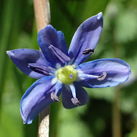 Scilla amoena \ Sch&ouml;ner Blaustern / Star Squill, D Heilbronn-Kirchhausen 7.4.2025
