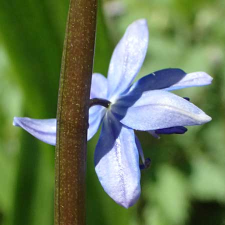 Scilla amoena \ Sch&ouml;ner Blaustern / Star Squill, D Heilbronn-Kirchhausen 7.4.2025