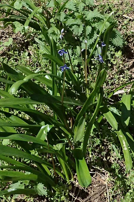 Scilla amoena \ Sch&ouml;ner Blaustern / Star Squill, D Heilbronn-Kirchhausen 7.4.2025