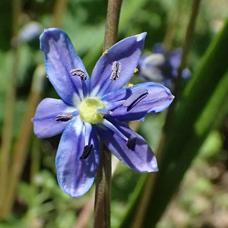 Scilla amoena \ Sch&ouml;ner Blaustern / Star Squill, D Heilbronn-Kirchhausen 7.4.2025