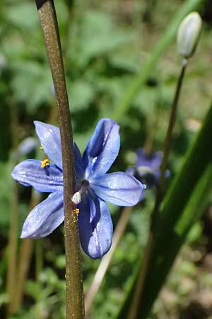 Scilla amoena \ Sch&ouml;ner Blaustern / Star Squill, D Heilbronn-Kirchhausen 7.4.2025