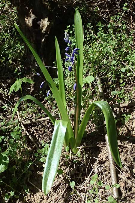 Scilla amoena \ Sch&ouml;ner Blaustern / Star Squill, D Heilbronn-Kirchhausen 7.4.2025