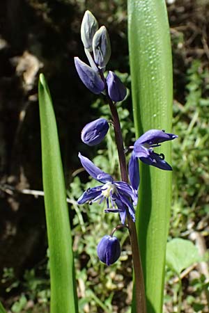 Scilla amoena \ Sch&ouml;ner Blaustern / Star Squill, D Heilbronn-Kirchhausen 7.4.2025