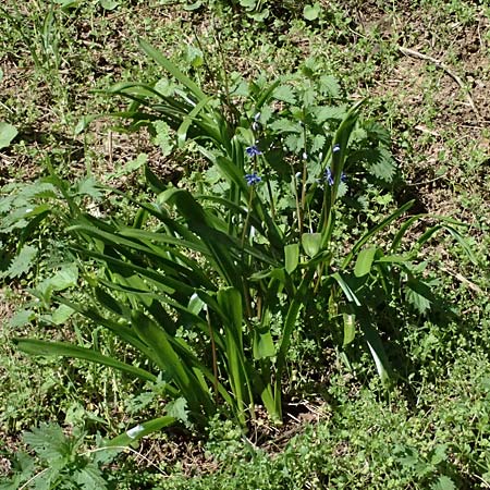Scilla amoena \ Sch&ouml;ner Blaustern / Star Squill, D Heilbronn-Kirchhausen 7.4.2025