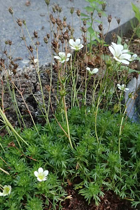Saxifraga x arendsii \ Moos-Steinbrech / Moss Saxifrage, D Dinslaken 19.6.2025