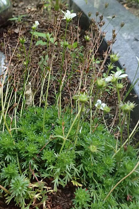 Saxifraga x arendsii \ Moos-Steinbrech / Moss Saxifrage, D Dinslaken 19.6.2025