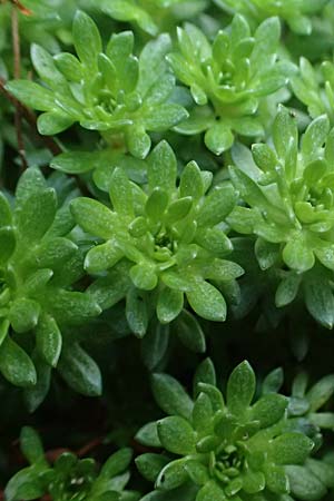 Saxifraga x arendsii \ Moos-Steinbrech / Moss Saxifrage, D Dinslaken 19.6.2025