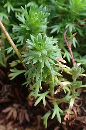 Saxifraga x arendsii \ Moos-Steinbrech / Moss Saxifrage, D Dinslaken 19.6.2025