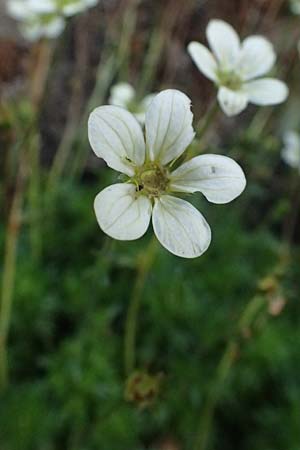 Saxifraga x arendsii \ Moos-Steinbrech / Moss Saxifrage, D Dinslaken 19.6.2025