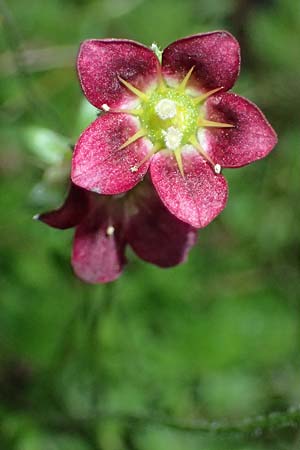 Saxifraga x arendsii \ Moos-Steinbrech / Moss Saxifrage, D Duisburg 20.6.2025