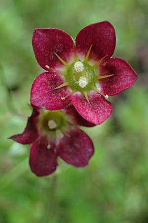 Saxifraga x arendsii \ Moos-Steinbrech / Moss Saxifrage, D Duisburg 20.6.2025