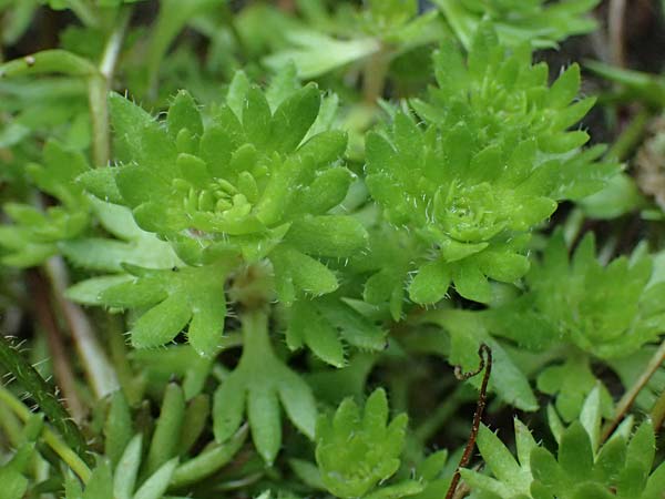 Saxifraga x arendsii \ Moos-Steinbrech / Moss Saxifrage, D Duisburg 20.6.2025