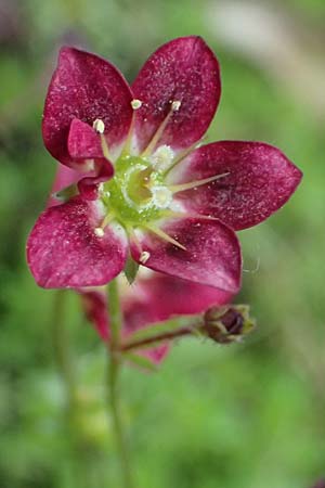 Saxifraga x arendsii \ Moos-Steinbrech / Moss Saxifrage, D Duisburg 20.6.2025