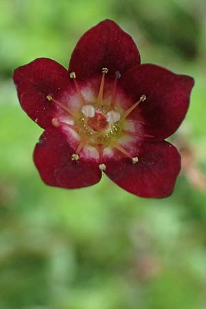Saxifraga x arendsii \ Moos-Steinbrech / Moss Saxifrage, D Duisburg 20.6.2025