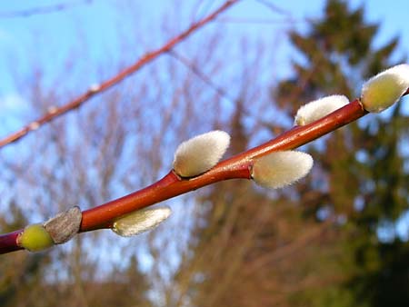 Salix daphnoides \ Reif-Weide / European Violet Willow, D G&uuml;nzburg 15.4.2010 (Photo: Thomas Meyer)