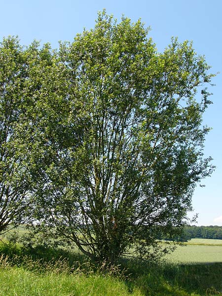 Salix daphnoides \ Reif-Weide / European Violet Willow, D G&uuml;nzburg 15.6.2010 (Photo: Thomas Meyer)
