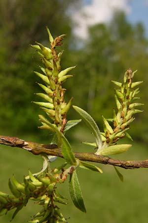 Salix elaeagnos \ Lavendel-Weide / Olive Willow, D Mittenwald 15.6.2010 (Photo: Thomas Meyer)