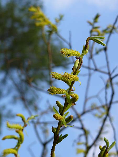 Salix elaeagnos \ Lavendel-Weide / Olive Willow, D Mittenwald 9.4.2009 (Photo: Thomas Meyer)