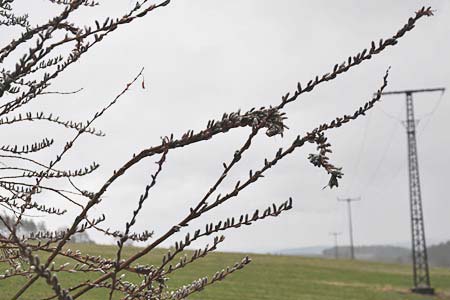 Salix caprea \ Sal-Weide / Goat Willow, D Plauen 28.3.2015 (Photo: Steffen Janke)