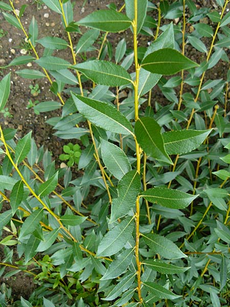 Salix bicolor \ Zweifarbige Weide / Shining Dark-Green Willow, D Botan. Gar.  Universit.  Mainz 13.9.2008