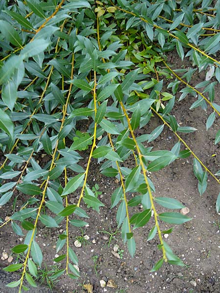 Salix bicolor \ Zweifarbige Weide / Shining Dark-Green Willow, D Botan. Gar.  Universit.  Mainz 13.9.2008