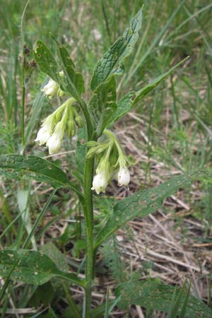 Symphytum bohemicum \ Wei�er Arznei-Beinwell / Bohemian Comfrey, D Pfalz, Speyer 3.5.2013