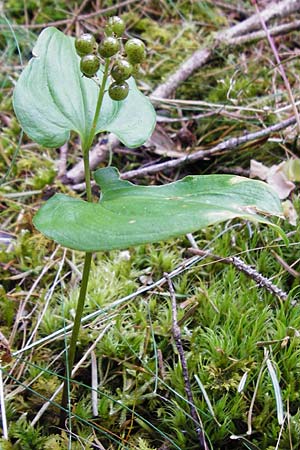 Maianthemum bifolium \ Schattenbl�mchen / May Lily, False Lily of the Valley, D Schwarzwald/Black-Forest, Alpirsbach 26.7.2015