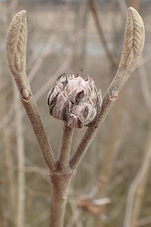 Viburnum lantana \ Wolliger Schneeball / Wayfaring Tree, D Mannheim 15.3.2015