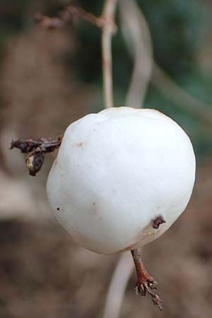 Symphoricarpos albus \ Schneebeere / Snowberry, D Mannheim 6.12.2015
