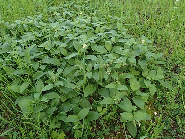 Symphytum bulbosum \ Knollen-Beinwell, Kleinbl�tiger Beinwell / Bulbous Comfrey, D Heidelberg 21.4.2016