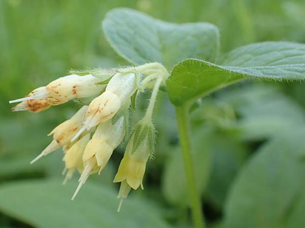 Symphytum bulbosum \ Knollen-Beinwell, Kleinbl�tiger Beinwell / Bulbous Comfrey, D Heidelberg 21.4.2016