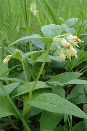 Symphytum bulbosum \ Knollen-Beinwell, Kleinbl�tiger Beinwell / Bulbous Comfrey, D Heidelberg 21.4.2016