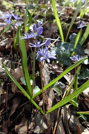 Scilla bifolia \ Zweibl�ttriger Blaustern / Alpine Squill, D Mannheim 11.3.2017