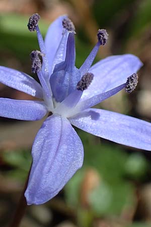 Scilla bifolia \ Zweibl�ttriger Blaustern / Alpine Squill, D Mannheim 11.3.2017