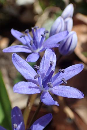 Scilla bifolia \ Zweibl�ttriger Blaustern / Alpine Squill, D Mannheim 11.3.2017