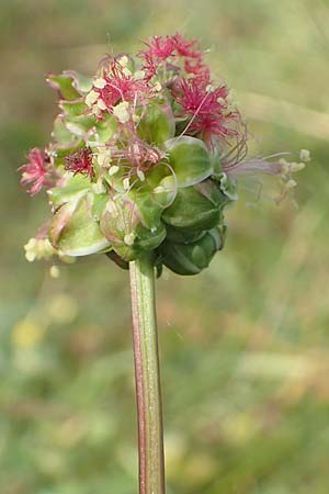 Sanguisorba minor subsp. balearica \ H�ckerfr�chtiger Wiesenknopf / Small Burnet, D Biebesheim 12.5.2018